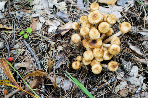 Mushrooms edible timber. Eating vegetarian. Autumn. Macro. Closeup. Rising from the earth.