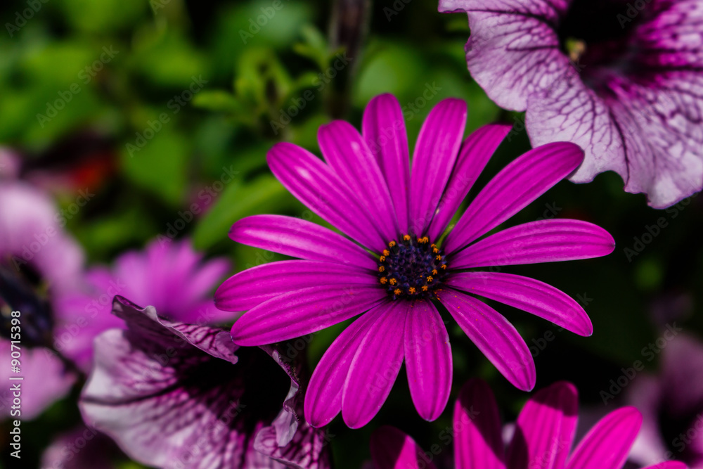 Purple daisy. Purple daisy.