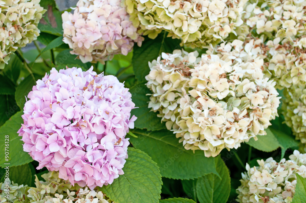 autumn flowers