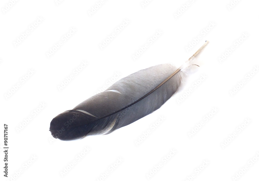 Feather of a pigeon