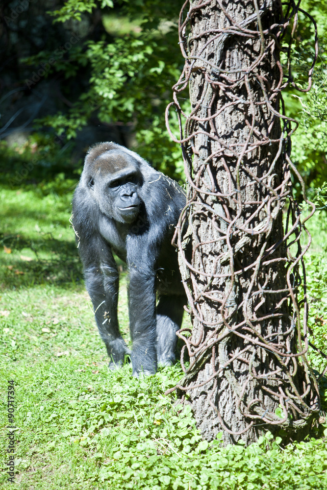 Obraz premium Gorilla