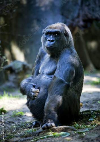 Gorilla © Stuart Monk