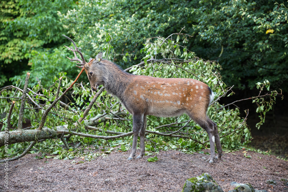 Fototapeta premium Hirsch