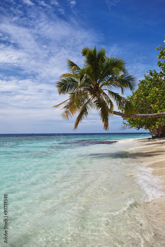пальма на пляже