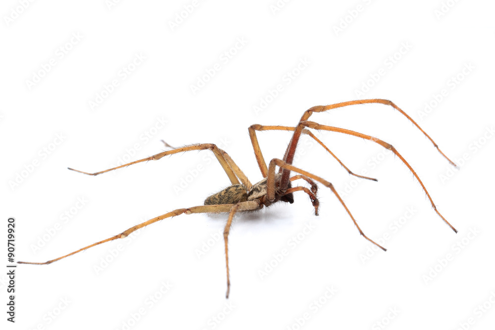 Winkelspinne Winkelspinne