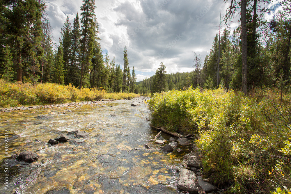 Obraz premium Flowing RIver in the woods