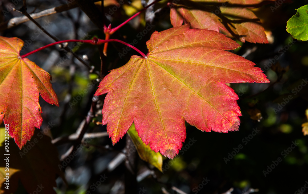 Vine maple leaves showing autumn colors