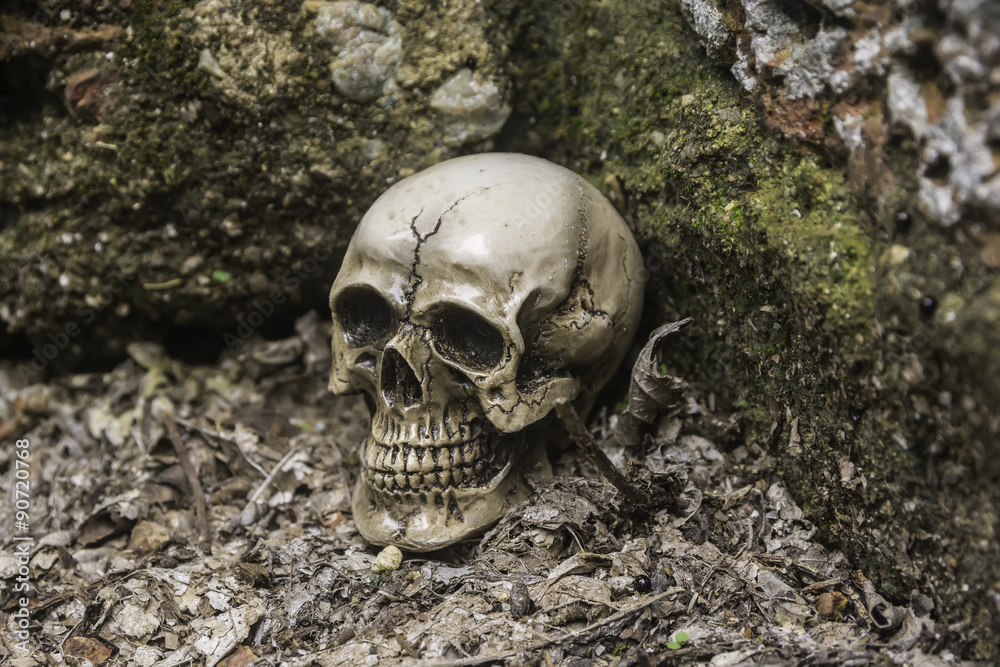 skull or skeleton of human photography skull or skeleton of human photography