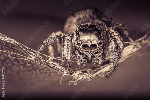 Cuadro en lienzo Abstract macro image of a jumping spider