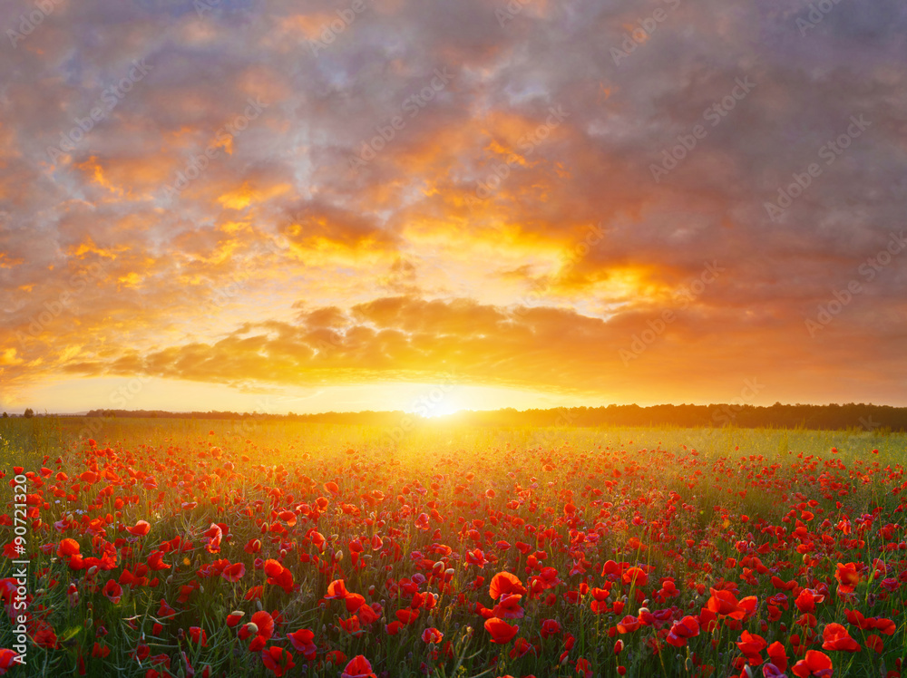 Poppy field