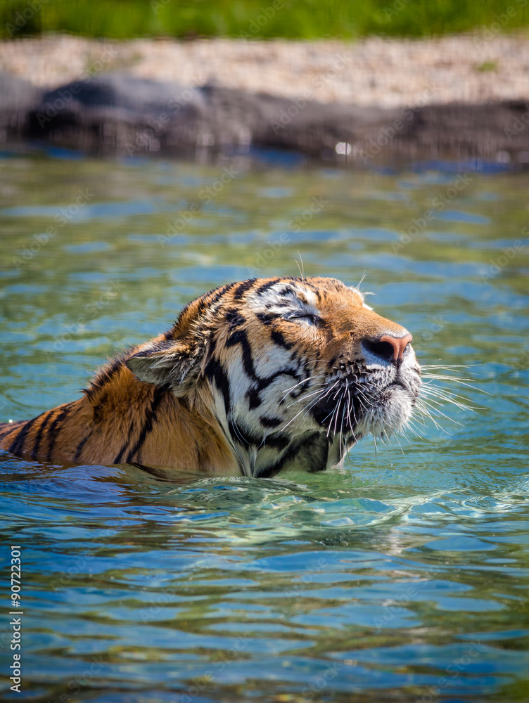 Naklejka premium Tiger