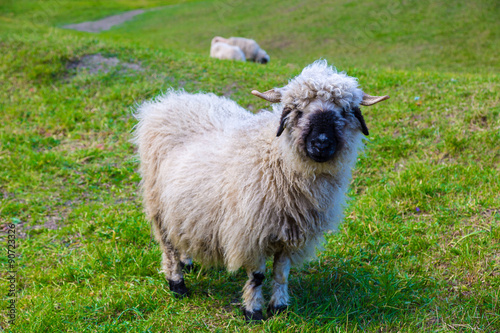 Valais blacknose sheep in  Alps