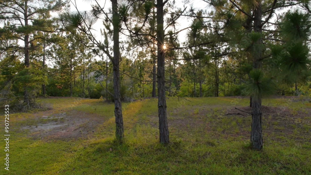 North Carolina Pine Trees Sunset North Carolina Pine Trees Sunset
