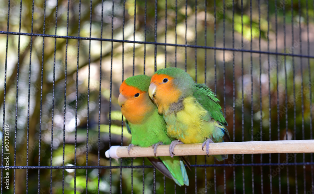 Fototapeta premium Beautiful Pet Lovebirds