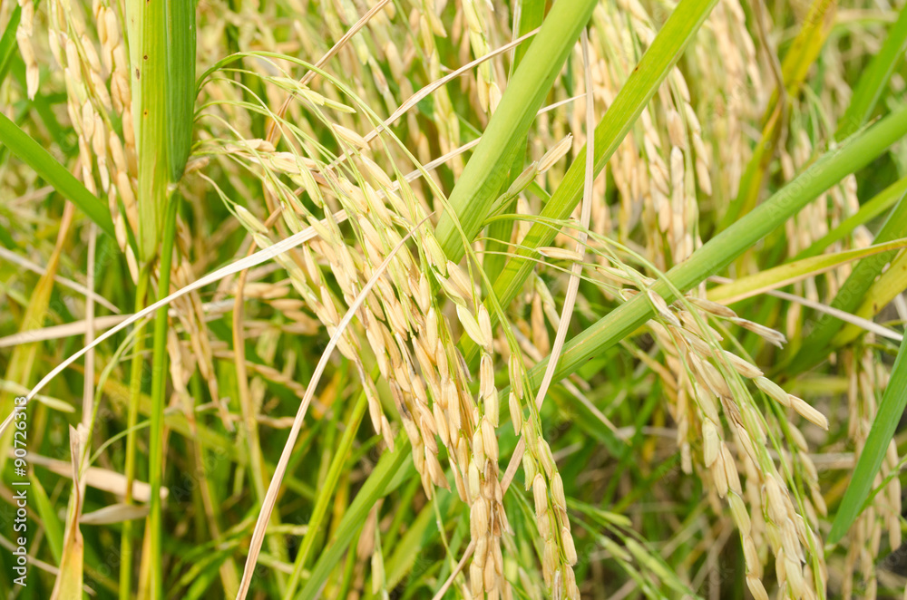 Asian rice grow Paddy fields in thailand and blue sky is backgro Asian rice grow Paddy fields in thailand and blue sky is backgro