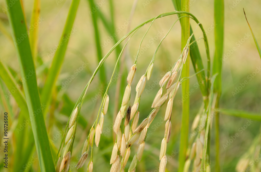 Asian rice grow Paddy fields in thailand and blue sky is backgro Asian rice grow Paddy fields in thailand and blue sky is backgro