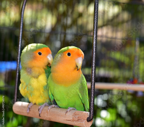 Canvas Print Beautiful Pet Lovebirds