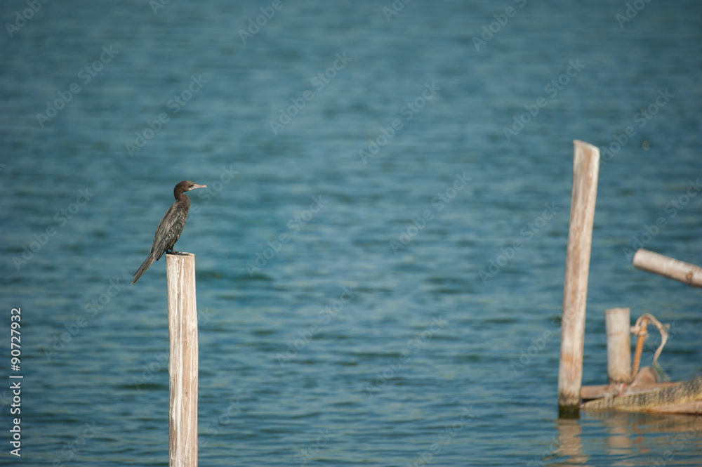 Bird Little Cormorant sun bath on Stump, in nature, in Thailand Bird Little Cormorant sun bath on Stump, in nature, in Thailand