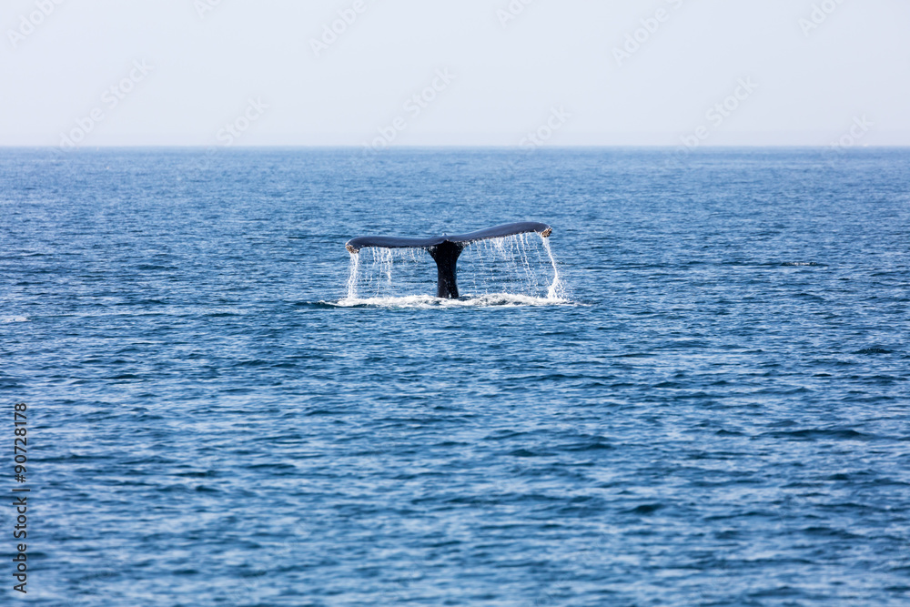 Naklejka premium Tail of Whale, Cape Cod