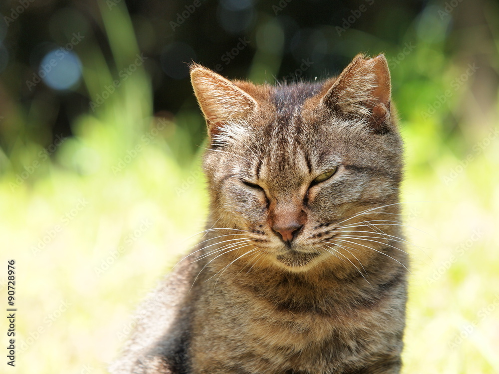目つきの鋭い猫 目つきの鋭い猫