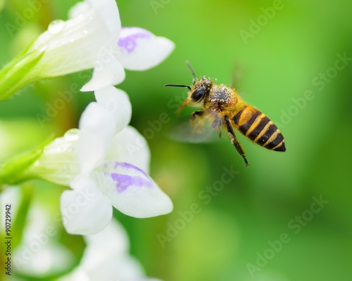 Bee flying in nature. © Theeradech Sanin