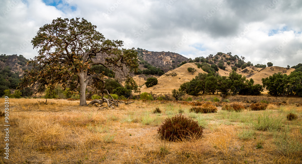 Obraz premium California Pacific Coast Highway 