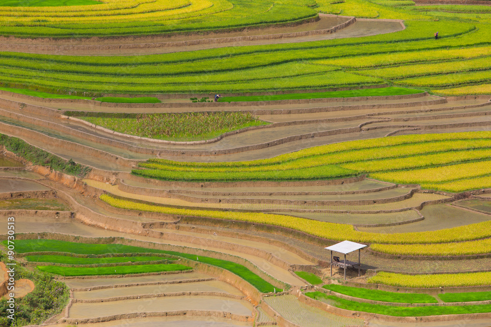 Naklejka premium rice
