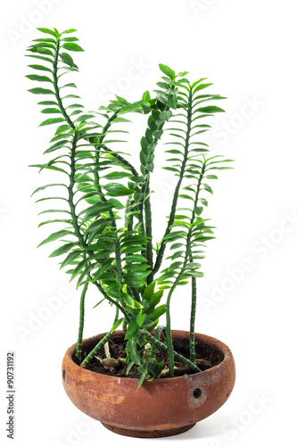Pedilanthus Tithymaloides Nana or Green Devil's Backbone, herbal plant isolate on white background and clipping path