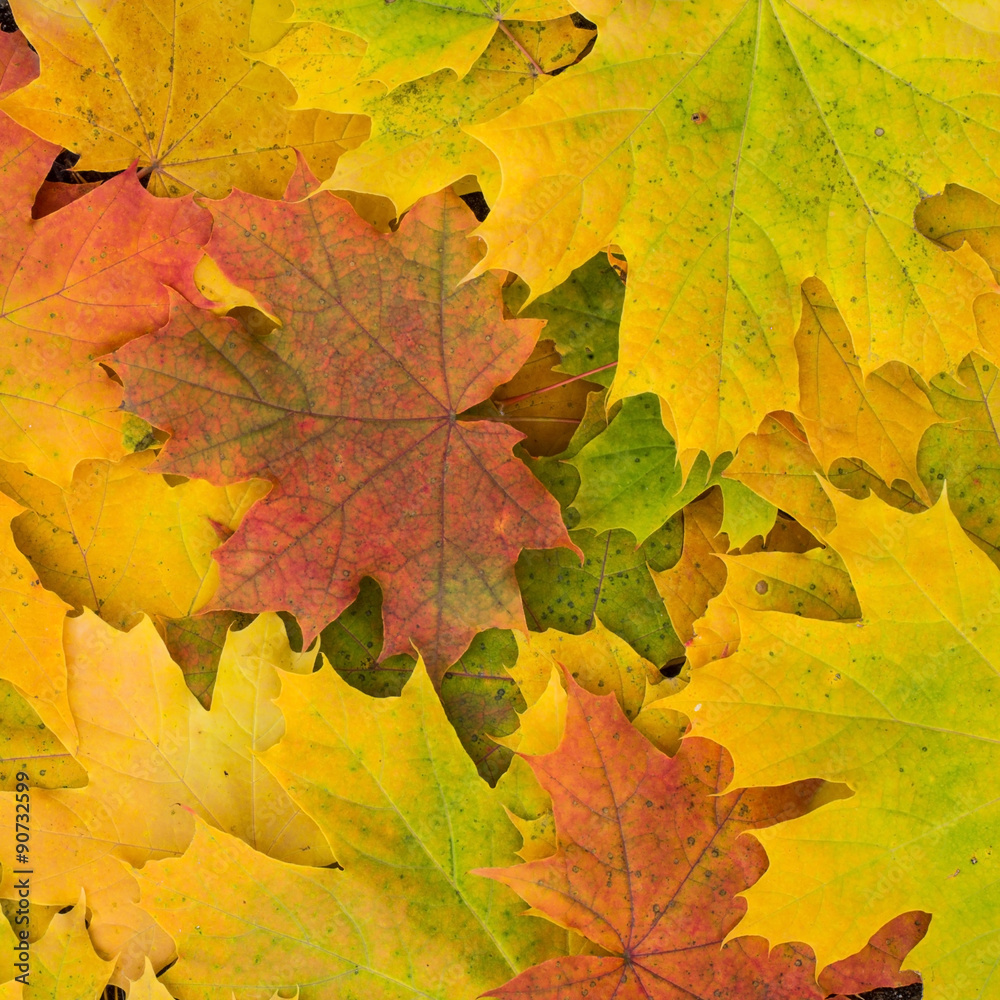 Maple leaves background