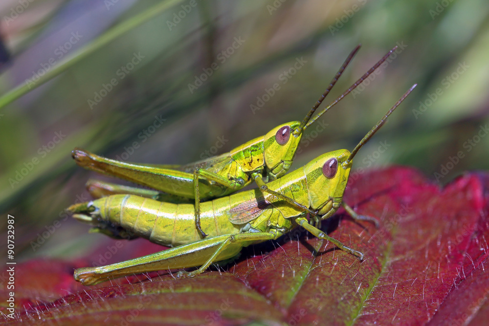 Female and male of a yellow grasshopper Female and male of a yellow grasshopper