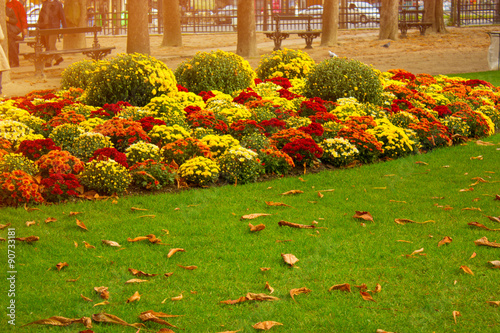 autumn flowers in city park