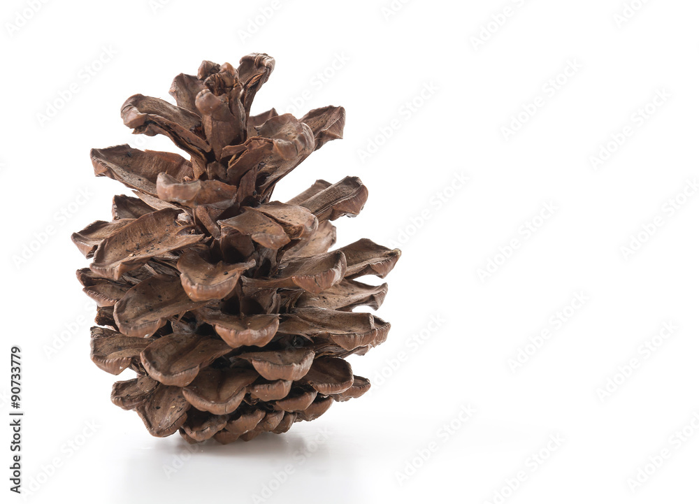 pine cones on white background pine cones on white background