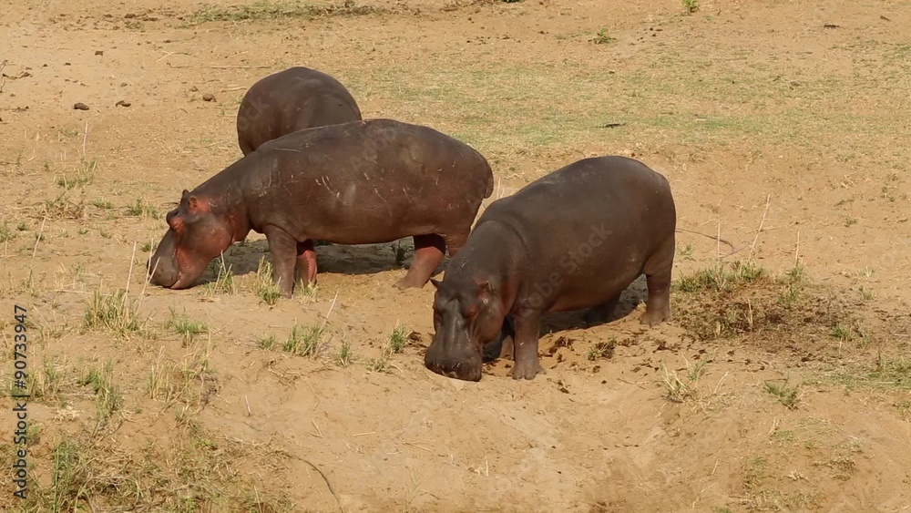 Hippos (Hippopotamus amphibius) outside the water, Kruger National Park, South Africa Hippos (Hippopotamus amphibius) outside the water, Kruger National Park, South Africa