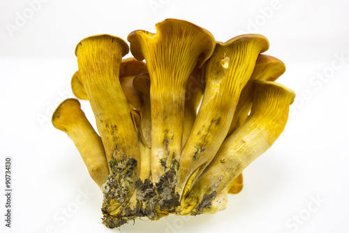 Omphalotus olearius