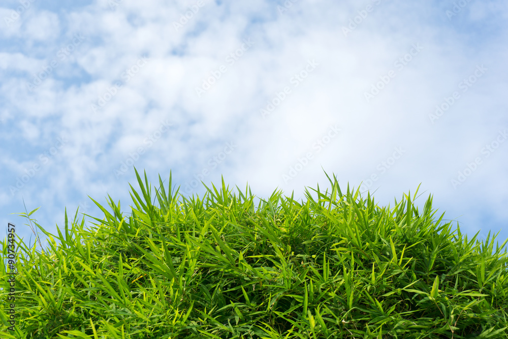Fototapeta premium Green grass and sky