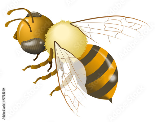 bee gradient mesh
