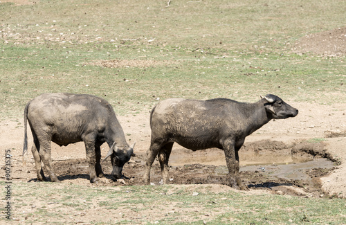 Bulls in puddle