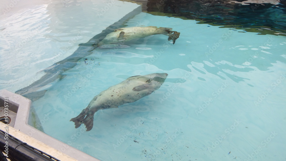 Obraz premium アザラシ