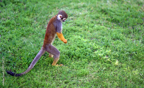 Saimiri monkey searching for something