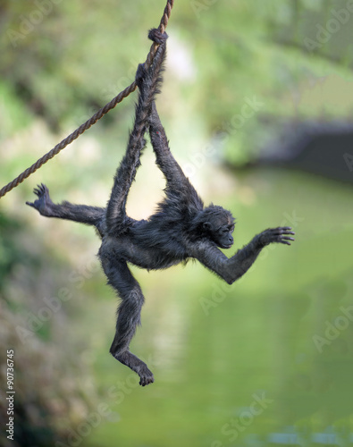 Sticker Spider monkey on a rope