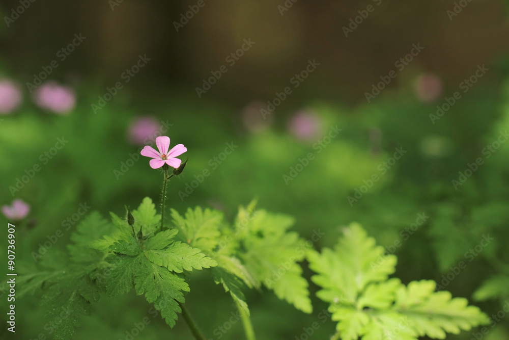 Geranium robertianum, commonly known as Herb Robert, Red Robin, Death come quickly, Storksbill, Dove's Foot, Crow's Foot, or (in North America) Robert Geranium Geranium robertianum, commonly known as Herb Robert, Red Robin, Death come quickly, Storksbill, Dove's Foot, Crow's Foot, or (in North America) Robert Geranium