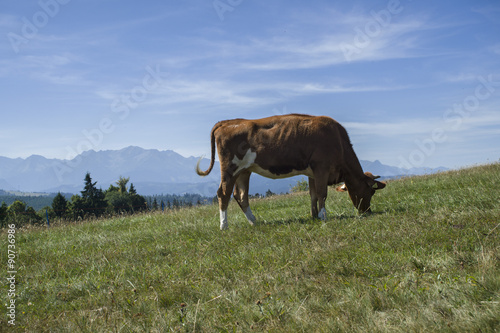 Krowa na górskim zboczu © Piotr Szpakowski
