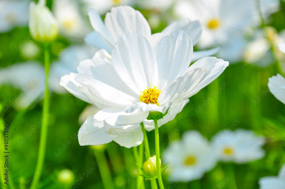 White Cosmos Flower