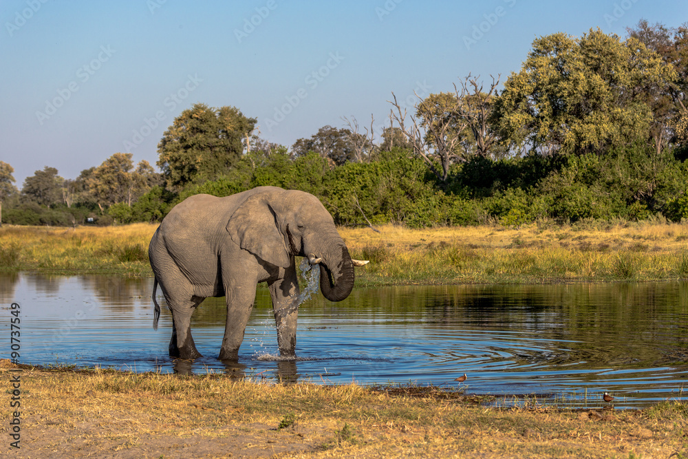Obraz premium Elephant roaming around Chobe River in the Chobe National Park, Botswana, Africa