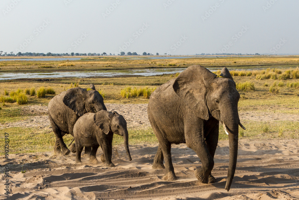 Fototapeta premium Beautiful wildlife at Chobe National Park, Botswana