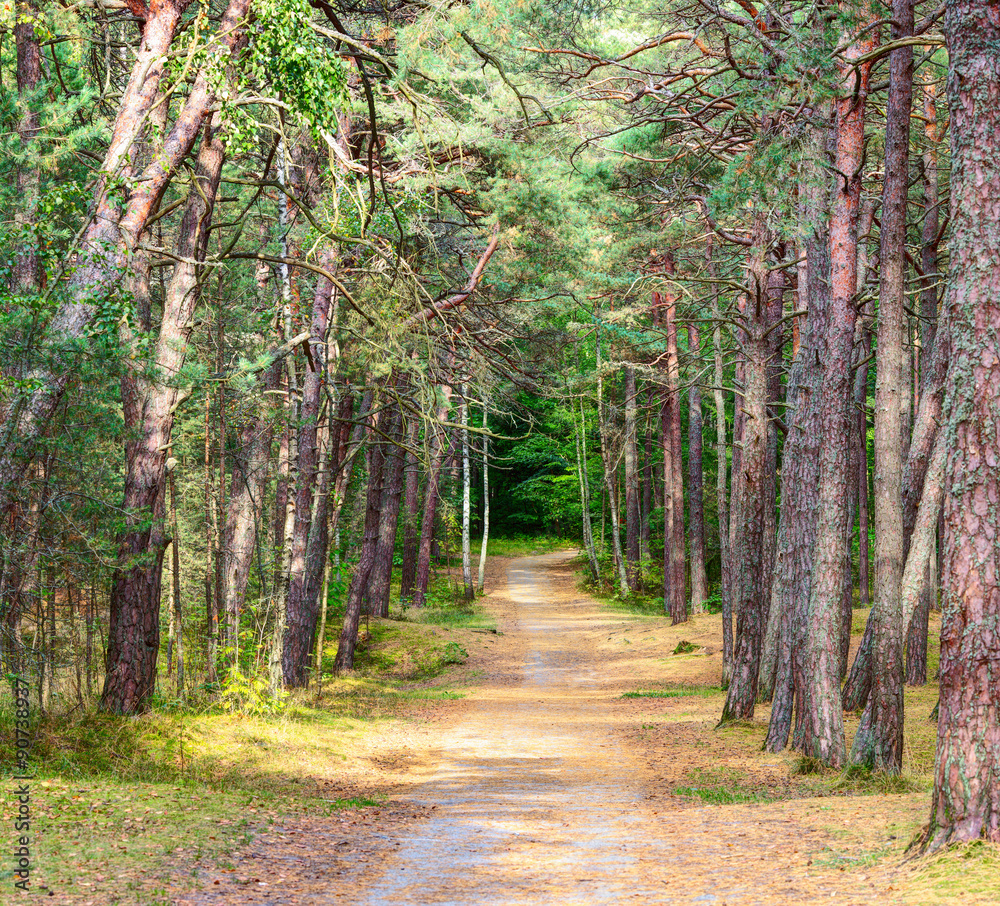 Fototapeta premium Walking road in the pine forest. Early fall.