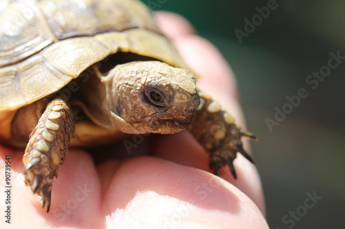 griechische Landschildkröte auf Kinderhand photo
