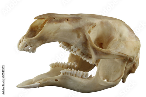 Skull of kangaroo with opened mouth isolated on a white background. All specific teeth are presented. Focus on full depth.