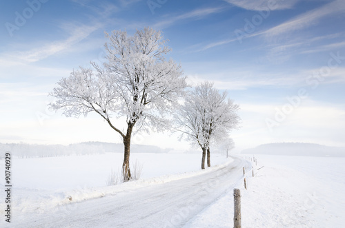 Winterliche Allee mit Bäumen © frankdaniels