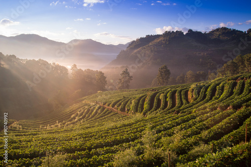 misty morning sunrise in strawberry garden at doi angkhang mount © tope007